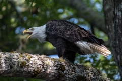 North of Wentzells Lake, LaHave River, NS, Bald Eagle