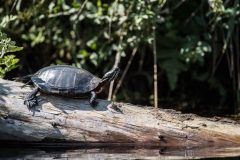 North of Wentzells Lake, LaHave River, NS, Painted Turtle
