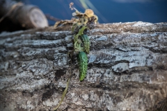 North of Wentzells Lake, LaHave River, NS, Wild Cucumber