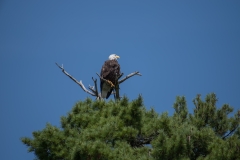 Wentzells Lake, LaHave River, NS, Bald Eagle