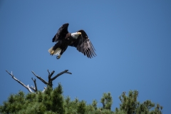 Wentzells Lake, LaHave River, NS, Bald Eagle