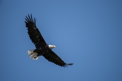Wentzells Lake, LaHave River, NS, Bald Eagle