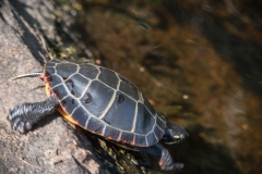 Indian Lake to Lake William's bridge, North Branch LaHave River, NS, Painted Turtle