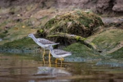 Annapolis River, NS, Greater Sandpiper