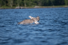 Birds at Rocksway Island, Molega Lake, NS, Great Black-backed Gull (young)