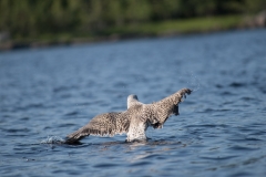 Rocksway Island, Molega Lake, NS, Great Black-backed Gull (young)