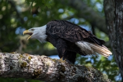North of Wentzells Lake, LaHave River, NS, Bald Eagle