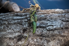 North of Wentzells Lake, LaHave River, NS, Wild Cucumber