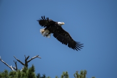 Wentzells Lake, LaHave River, NS, Bald Eagle