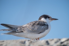 Rocksway Island, Molega Lake, NS, Common Tern