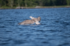 Birds at Rocksway Island, Molega Lake, NS, Great Black-backed Gull (young)