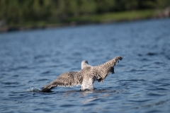 Rocksway Island, Molega Lake, NS, Great Black-backed Gull (young)