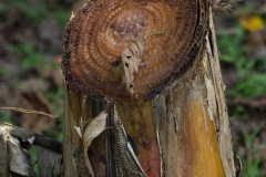 Banana Tree, dead stalk cut to create mulch for new growth, Costa Rica