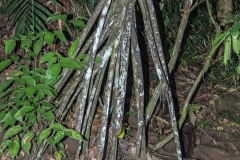 Walking Palm - Rio Escinas - Mangrove Forest, Costa Rica