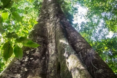 Saladero Rainforest Trail, Piedras Blancas National Park, Costa Rica