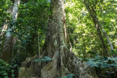 Saladero Rainforest Trail, Piedras Blancas National Park, Costa Rica
