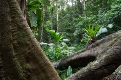 Saladero Rainforest Trail, Piedras Blancas National Park, Costa Rica