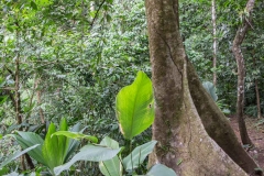 Saladero Rainforest Trail, Piedras Blancas National Park, Costa Rica