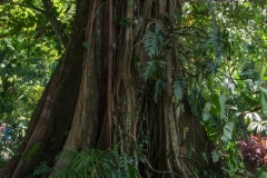 Rainforest tree with Strangler fig vine, Casa Orquedia Botanical Gardens Costa Rica