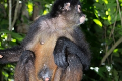 Spider Monkey (Sweety) Fundacion Santuario Silvestre de Osa, Costa Rica