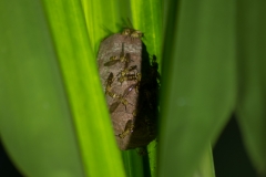 Bat House - Bat folds leaves to form protection from the rain, Costa Rica, Casa Orquedia Botanical Gardens