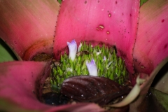 Casa Orquedia Botanical Gardens