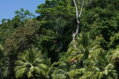 Boat to Saladero Eco-Lodge, Golfo Dulce, Costa Rica