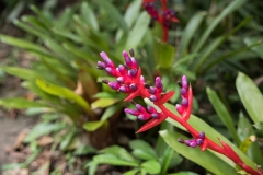 Botanical Gardens