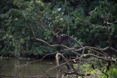 Anhinga