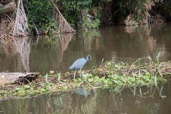 Little Blue Heron