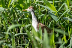 Northern Jacana (youth)