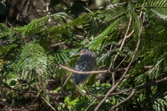 Green Heron