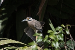 Yellow-crowned Night Heron