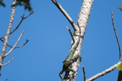 Green Iguana