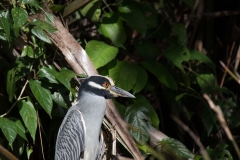 Yellow-crowned Night Heron