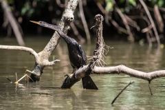 Anhinga