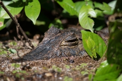 Caiman
