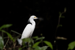 Snowy Egret