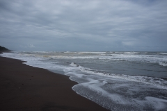 Green Turtle Nesting Beach