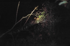 Kinkajou or Olingo