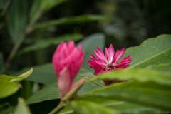 Botanical Gardens