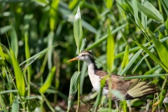 Northern Jacana (youth)