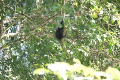 Tortuguero National Park,Costa Rica