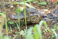 Caiman