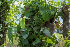 Two Toed Sloth