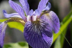 Blue Flag (Iris)