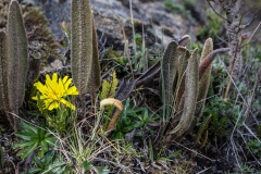 Cajas National Park