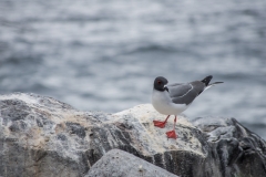 Swallow-tailed Gull