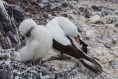 Nazca Booby - Espanola, Galapagos Islands