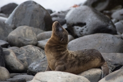 Espanola, Galapagos Islands